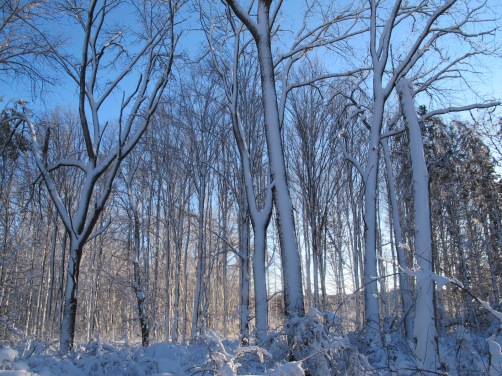 Snow-covered trees in Wisconsin